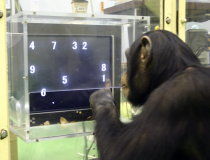 Img animales