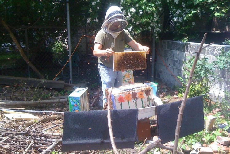 Img apicultura urbana