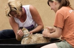Img bano perros garrapatas pulgar eliminar aseo higiene mascotas animales art