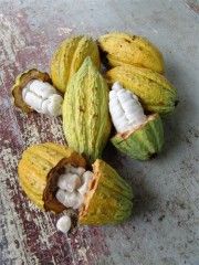 Img cacao1