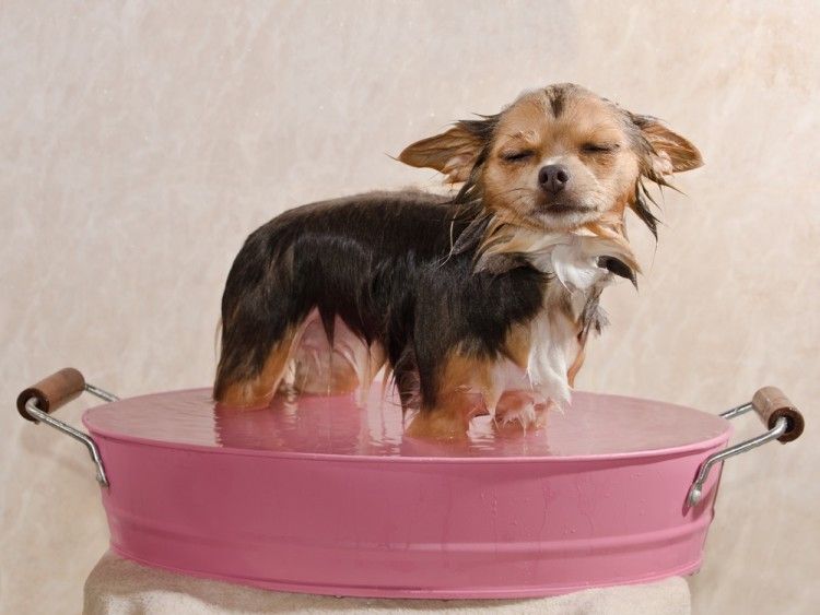 A qué edad puedo bañar a un de perro? | Consumer