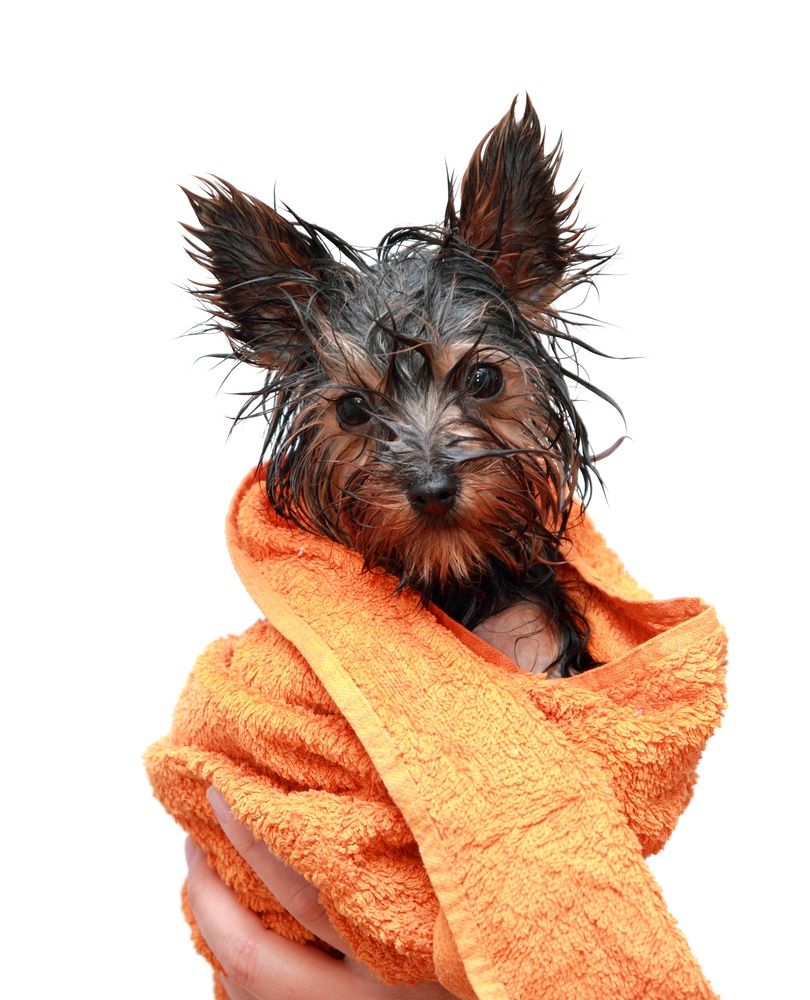 Caballero amable Cósmico Cerdito A qué edad puedo bañar a un cachorro de perro? | Consumer
