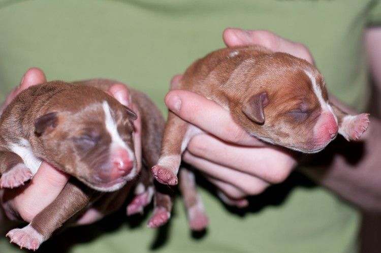 Img cachorros primeros auxilios