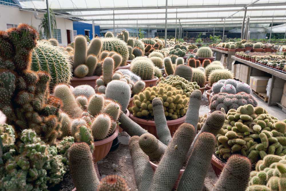 Img cactus