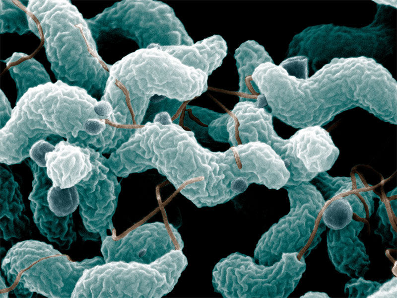 Img campylobacter