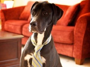 Img collar perros mascotas corbatas accesorios complementos mascotas animales art