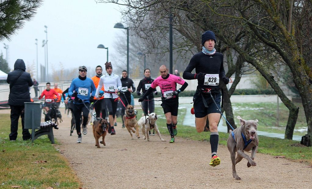 Img correr perros como