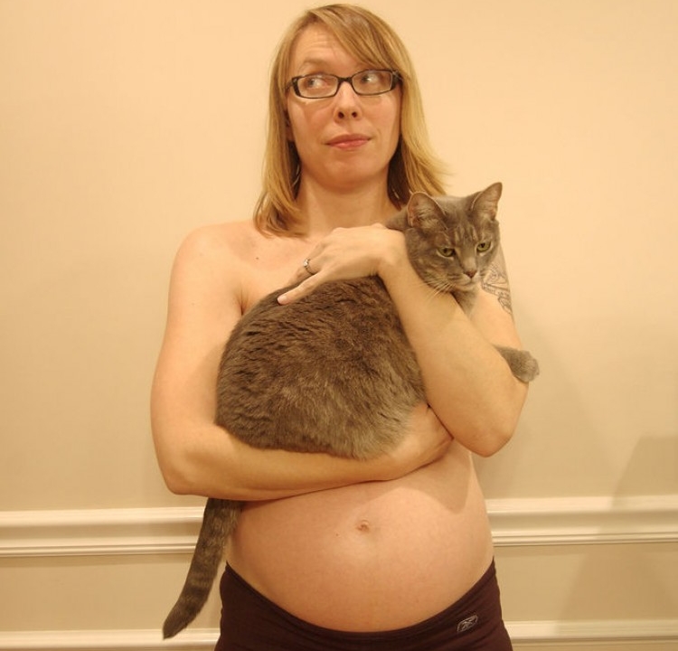Img embarazos gatos seguros art