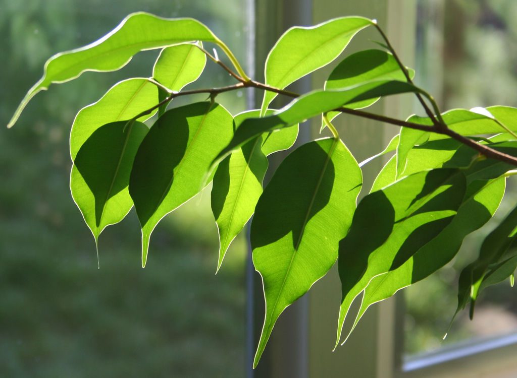 El ficus y sus cuidados | Consumer