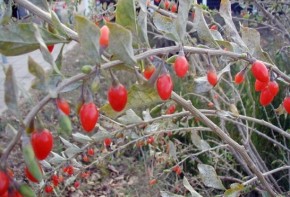 Img frutos goji