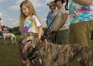 Img galgos adopcion animales mascotas perros cazadores art