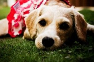 Img gastos perros ahorrar animales planificar consejos veterinarios ahorros art