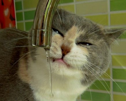 Img gatos alimentacion aguas art