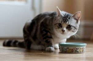 Img gatos alimentos alimentar comidas latas piensos consejos veterinarios animales mascotas art