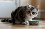 Img gatos alimentos alimentar comidas latas piensos consejos veterinarios animales mascotas listado