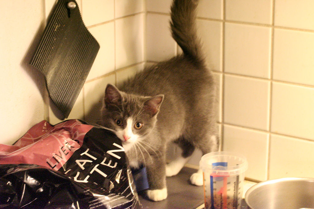 Img gatos alimentos alimentar cuantas veces comen gatos al dia latas piensos veterinarios mascotas