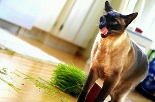 Img gatos alimentos mentiras alimentacion consejos felinos pescado carnes animales mascotas art