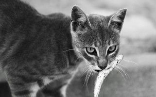 Img gatos alimentos peligrosos mascotas felinos alimentacion pescado leche art