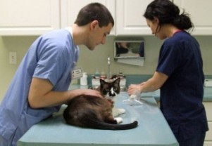 Img gatos alimentos veterinarios peligrosos comidas felinos art