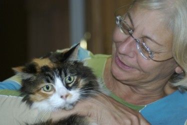 Img gatos alzheimer demencia art