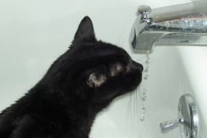 Img gatos calor aua verano beber golpe de calor proteger animales mascotas artjpg