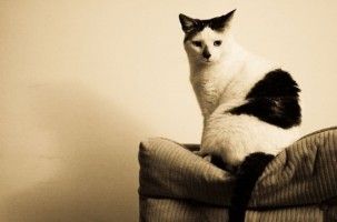 Img gatos diabetes enfermedades salud alimentos animales mascotas art
