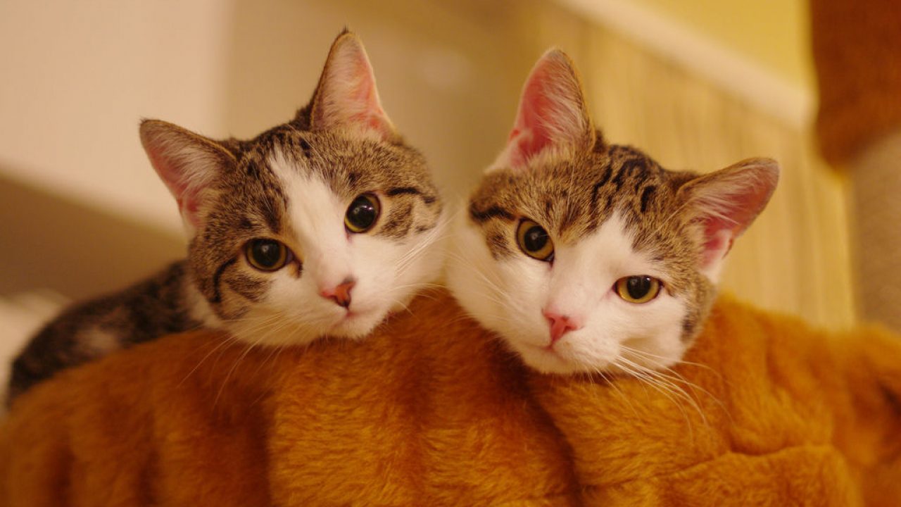 Uno o más gatos en casa, ¿qué es mejor? | Consumer