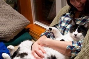 Img gatos esterilizados machos esterilizar mascotas animales ventajas cuidados peligros art