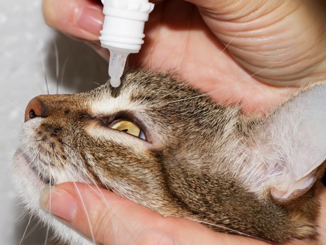 Conjuntivitis felina? Echarle gotas de ojos al gato en seis pasos | Consumer