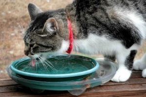 Img gatos lenguas misterio como beben aguas felinos ciencia curiosidades animales mascotas art