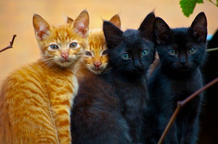 Img gatos naranjas negros machos art