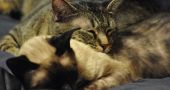 Img gatos nuevos casa adoptar segundo gatos animales mascotas presentar consejos evitar peleas agresividad