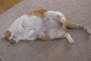 Img gatos obesos alimentacion sobrepeso felinos animales mascotas art
