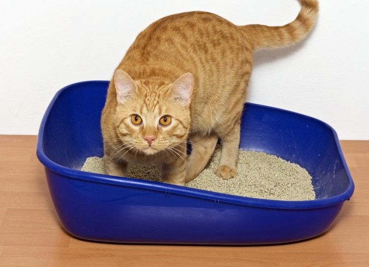 Img gatos usen caja arena como art