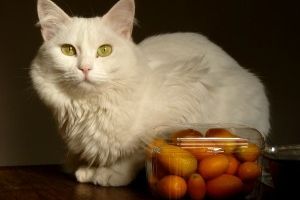 Img gatos vegetarianos alimentacion alimentar animales mascotas felinos frutas verduras cocina casera art