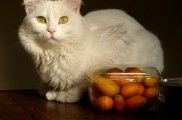 Img gatos vegetarianos alimentacion alimentar animales mascotas felinos frutas verduras cocina casera listado