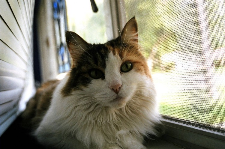 Img gatos ventanas seguras trucos art