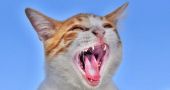 Img gatos voz maullidos afonico resfriado salud consejos animales mascotas