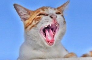Img gatos voz maullidos afonico resfriado salud consejos animales mascotas art