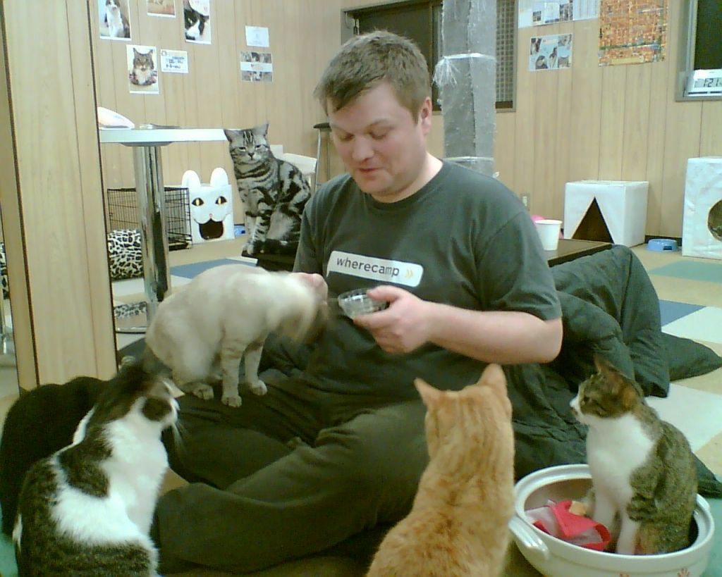 Bienvenido al 'cat-café': una cafetería donde rodearse de gatos | Consumer