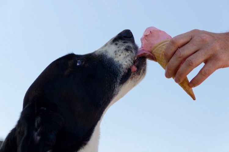 Img helados perros art
