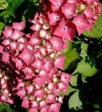 Hortensia arrosa art