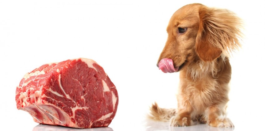Img ingredientes carnes perros portada