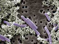 Img lactobacillus