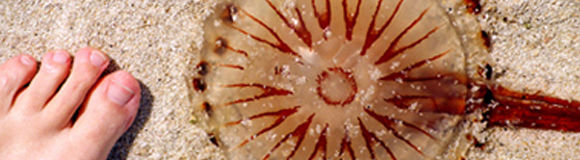 Img medusa