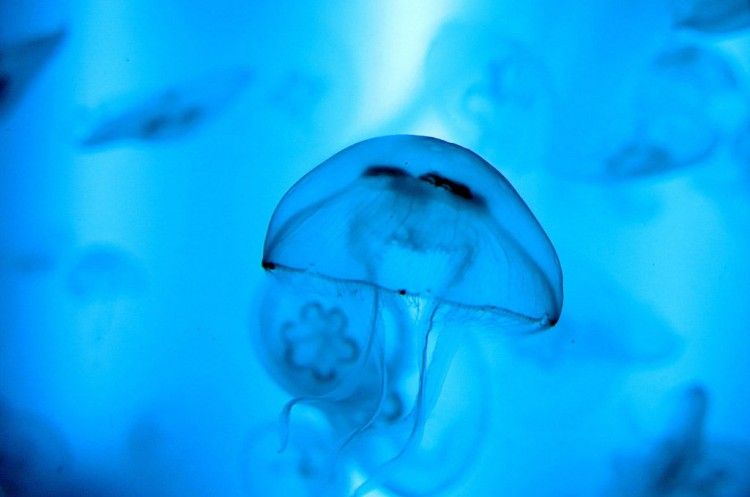 Img medusas 02