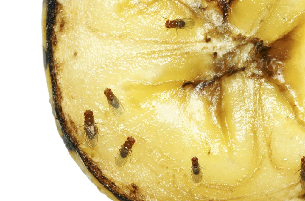 ¿De dónde salen las moscas de la fruta? Consumer