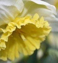 Img narcisoblanco art 