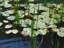 Img nuphar lutea2 articulo