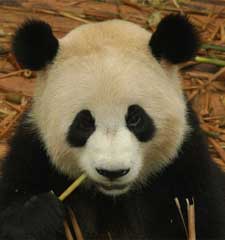 Img panda